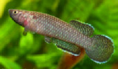 MYG - Nimbapanchax melanopterygius