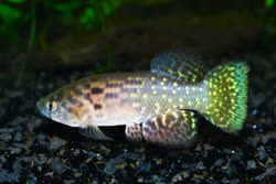 MYI - Austrofundulus myersi