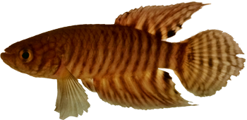 MYR - Simsonichthys myersi