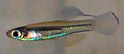 MYS - Poropanchax myersi