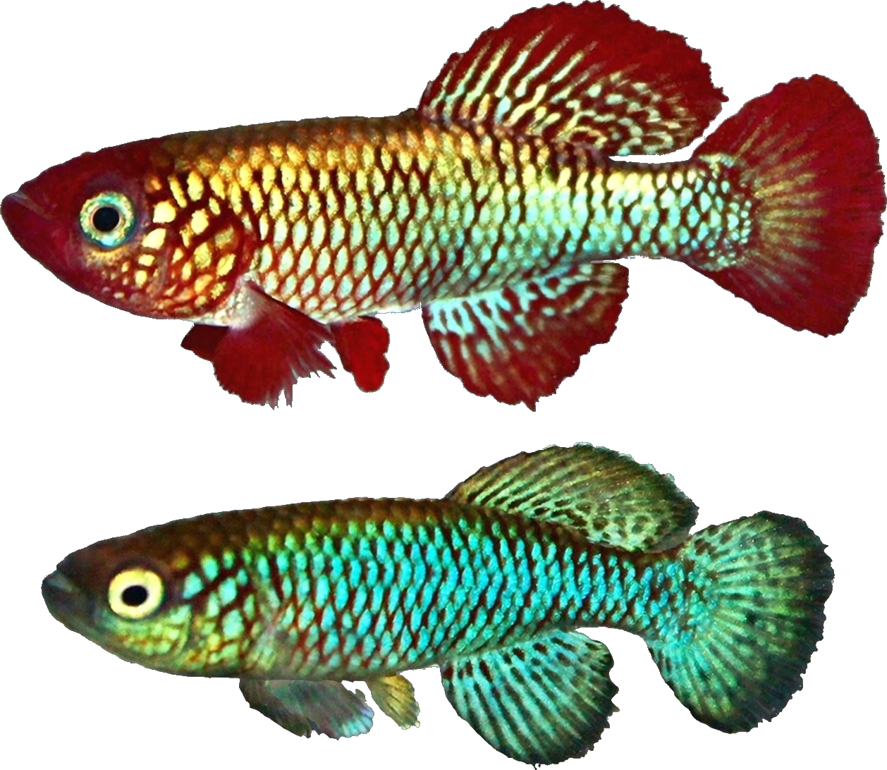 Nothobranchius (Adiniops) nikiforovi