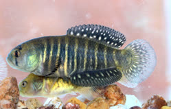 00-0-Copr_2021-Pedro_Hoffmant.jpg