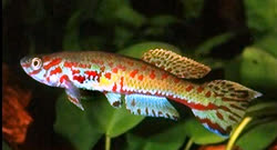 NDI - Image of Aphyosemion ndianum