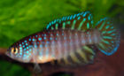 NEI - Simpsonichthys neilseni