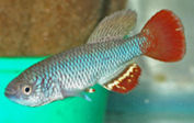 NEU - Nothobranchius neumanni