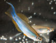 NGA - Plataplochilus ngaensis