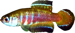 NGC - Simpsonichthys nigromaculatus