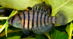 NGF - Austrolebias nigrofasciatus