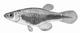 NGL - Lacustricola nigrolateralis