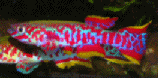 RK_Red