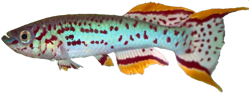 NIG - Fundulopanchax nigerianum - Innidere