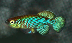 NIK - Nothobranchius (Adiniops) nikiforovi