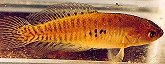 NIO - Image of Austrolebias nioni 
