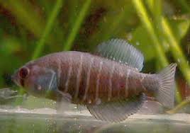 NIU - Austrolebias nonoiuliensis