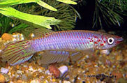 NJA - Epiplatys njalaensis