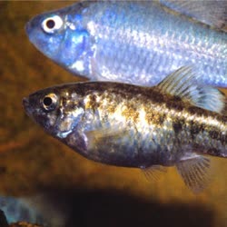 NLL - Cyprinodon nichollsi