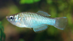 NMB - Rhexipanchax nimbaensis