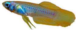 NOR - Poropanchax normani