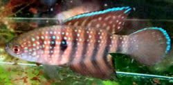 NOT - Hypsolebias notatus