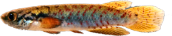 NPT - Rivulus (Melanorivulus) nigropunctatus