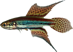 NTB - Cynopoecilus notabilis