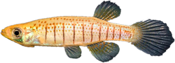 NTI - Fundulus nottii