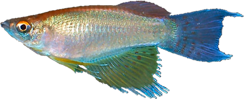 Procatopus nototaenia