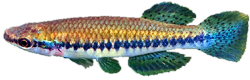 NTS - Fundulus notatus