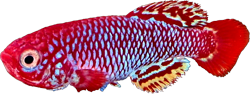 NUB - Nothobranchius nubaensis
