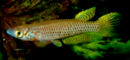 NUM - Epiplatys neumanni