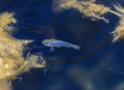 NVS - Cyprinodon nevadensis
