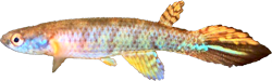 OBC - Rivulus (Anablepsoides) obscurus