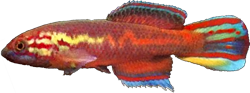 OCC - Callopanchax occidentalis