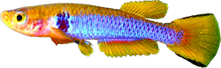 OCE - Aphyosemion ocellatum 