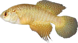 OCH - Cynolebias ochraceus