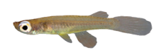 OCS - Fluviphylax obscurus