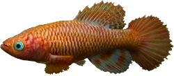 OCU - Nothobranchius occultus