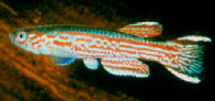 00-0-Copr_2012_RMCAt.jpg
