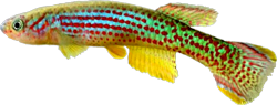 OES - Fundulopanchax oeseri