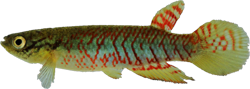 OFA - Rivulus (Melanorivulus) ofaie