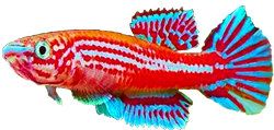 00-0-Copr_2016-Doug_Austint.png