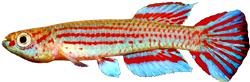 00-0-Copr_2016-Eduard_Purzlt.png
