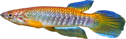 OLB - Epiplatys olbrechtsi olbrechtsi 'RL113'