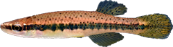 OLI - Fundulus olivaceus