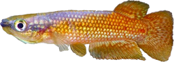OMO - Pachypanchax omolonotus