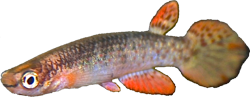 ONT - Rivulus (Anableptoides) ornatus