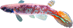 ORI - Rivulus origuelai