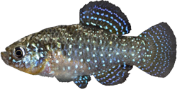 ORO - Paraphanius orontis