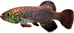 ORT - Nothobranchius orthonotus