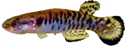 OTS - Rivulus (Kryptolebias) occcelatus